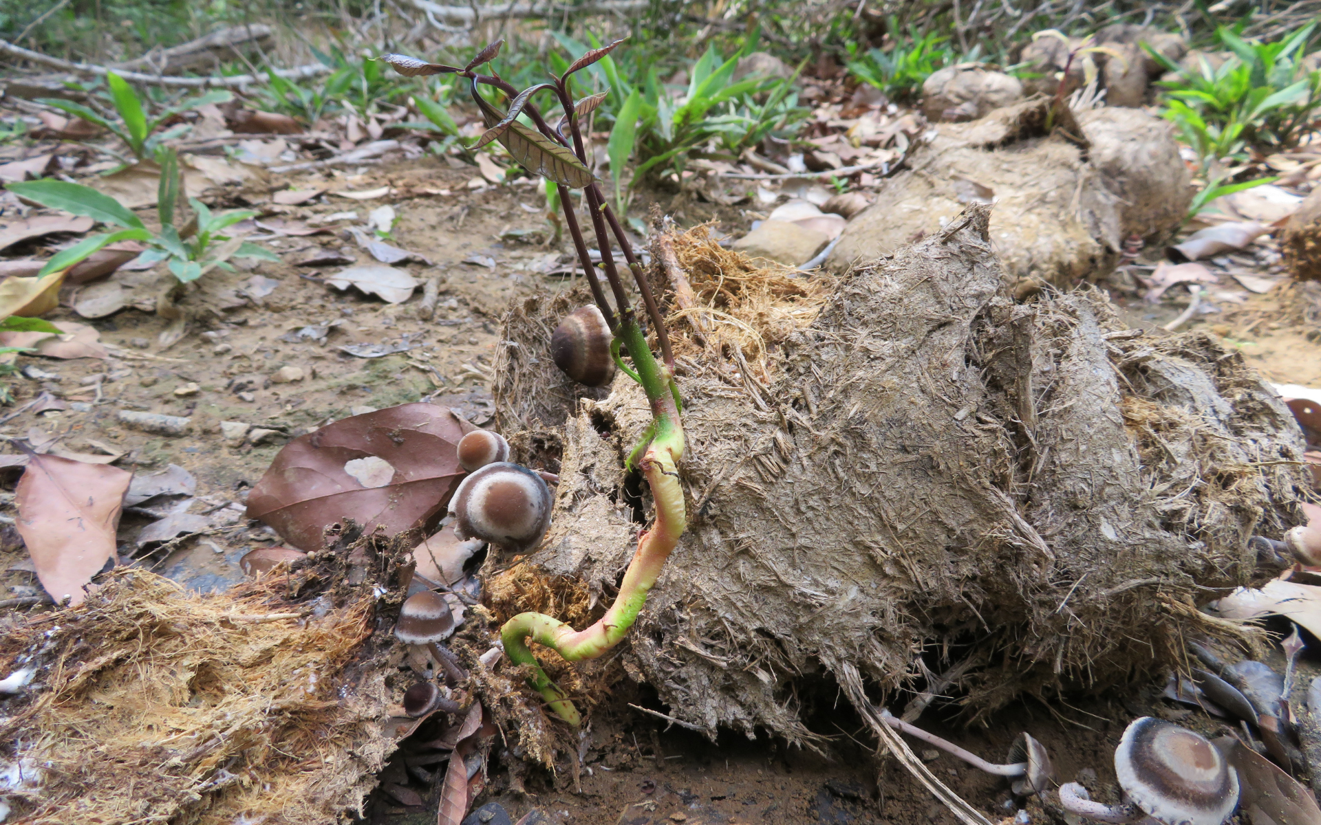 Wild pineapple sprouting from elephant dung