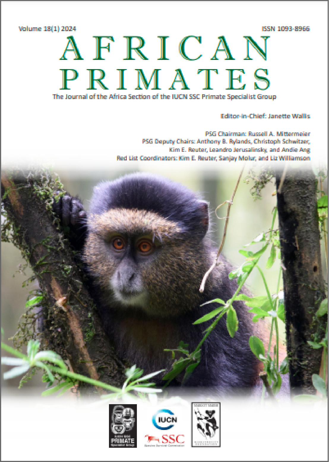 Confirmed Presence of a Small, Isolated Population of Cercopithecus mitis on Idjwi Island,  Democratic Republic of Congo