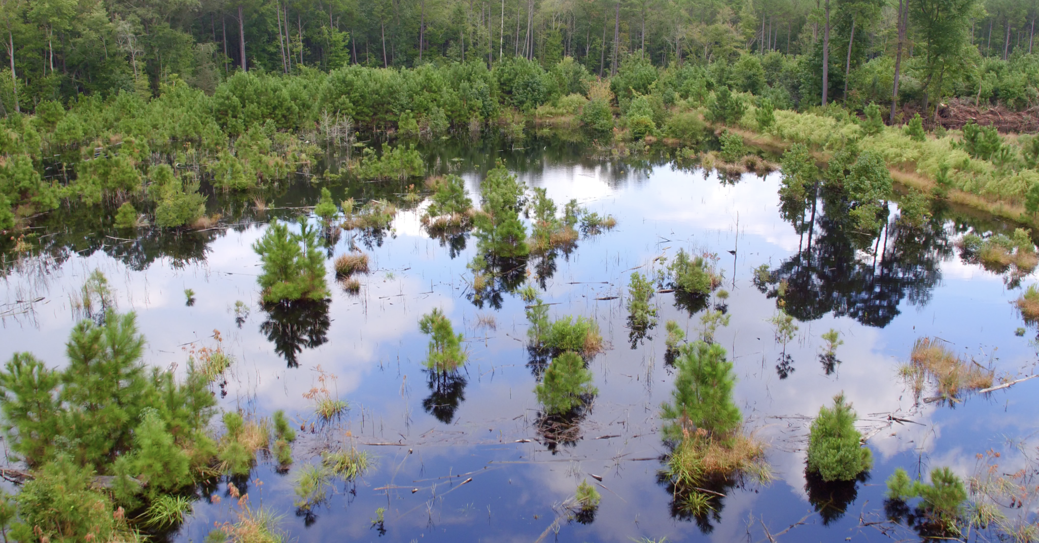 A grove of bald cypress trees in the Great Cypress Swamp.