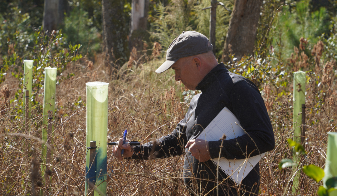 Rewilding the Great Cypress Swamp