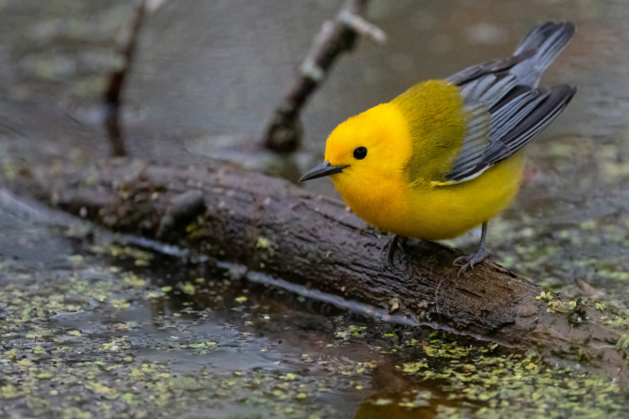 A prothonetary warbler perches on a branch in the Great Cypress Swamp.