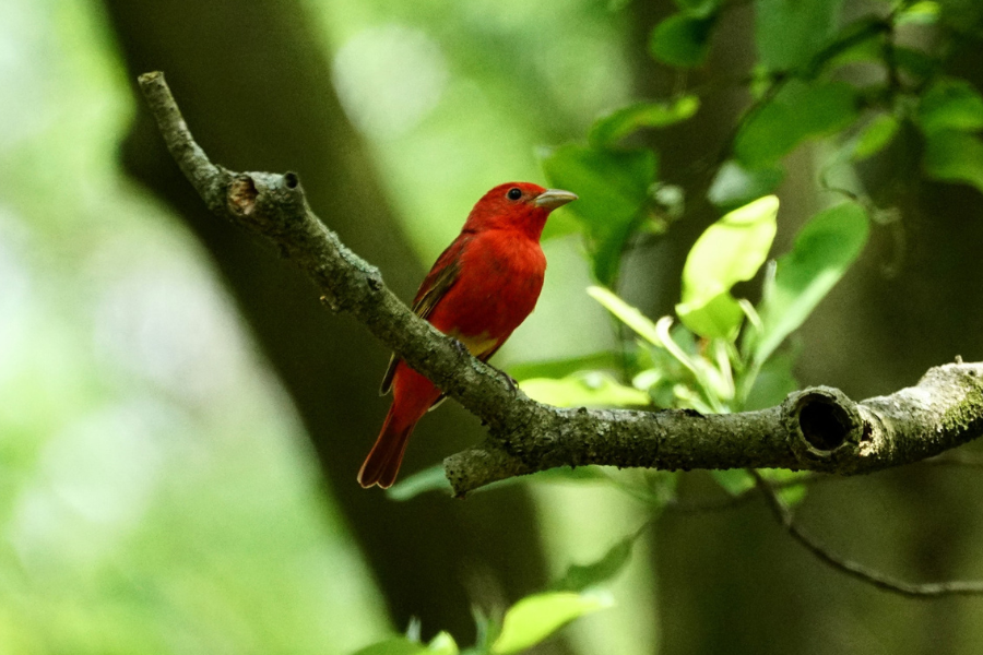 A summer tanager perches on a branch in the Great Cypress Swamp.