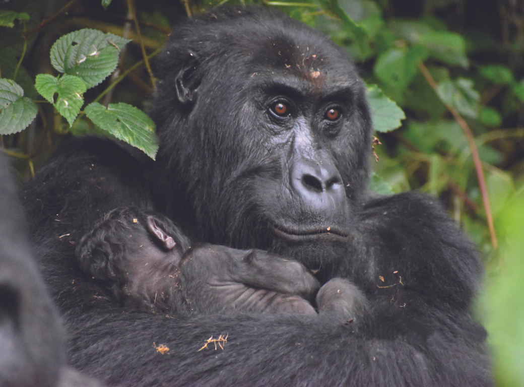 An adult gorilla holds an infant gorilla