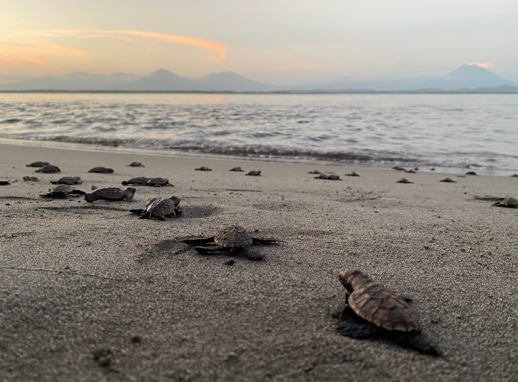 A group of young hawksbill turtles makes their way to the ocean