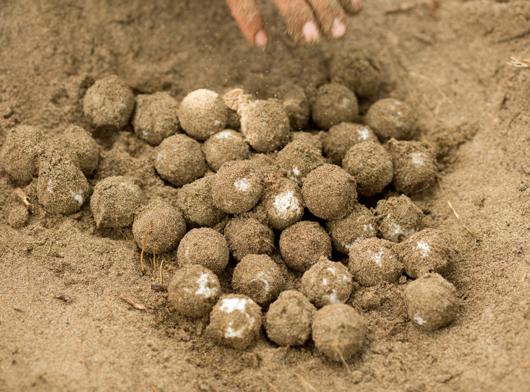 A nest of turtle eggs