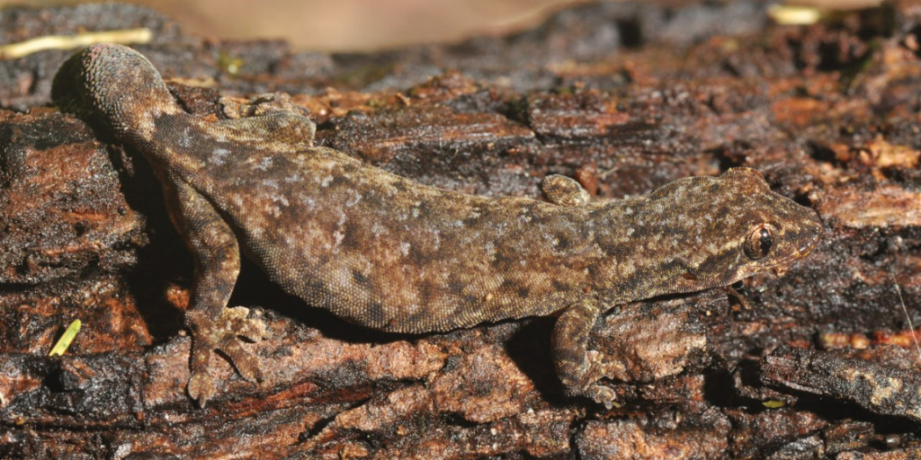 Three Gecko Species Discovered in Cambodia