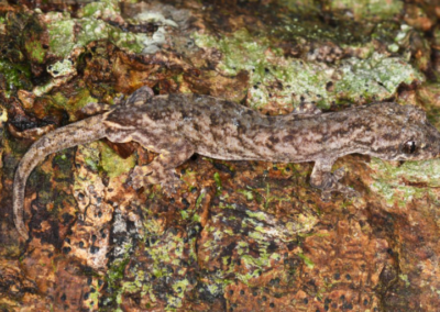 Wild Earth Allies Celebrates Discovery of Three Gecko Species in Cambodia, Two New to Science