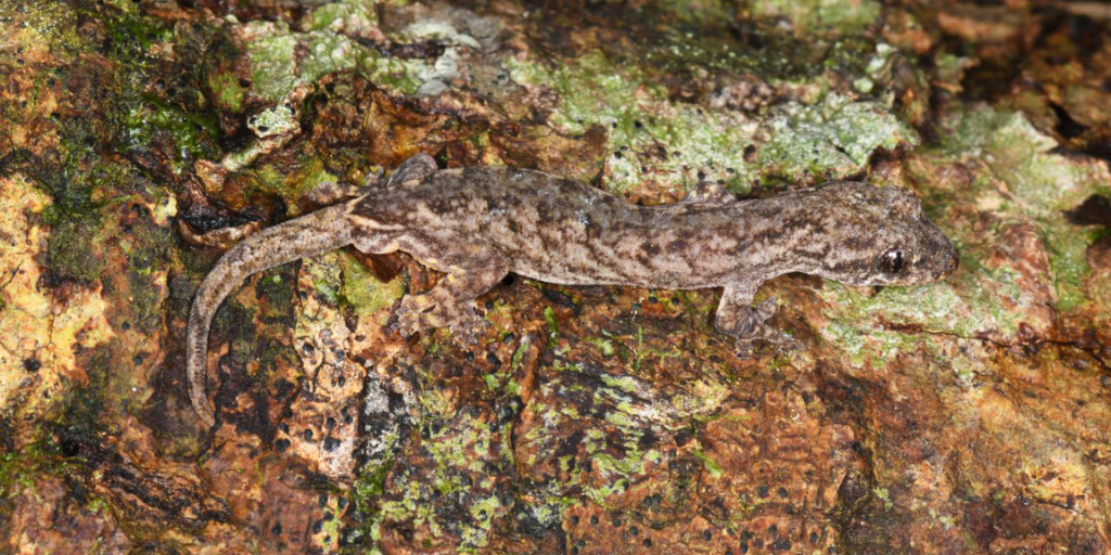 Wild Earth Allies Celebrates Discovery of Three Gecko Species in Cambodia, Two New to Science