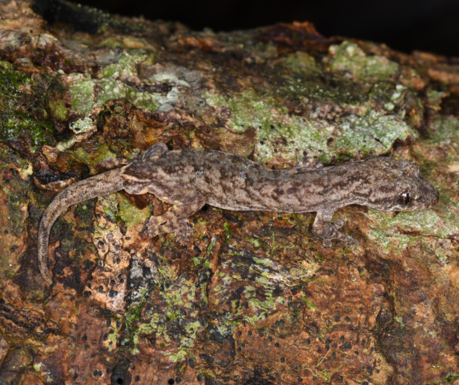 A slender gecko in Cambodia