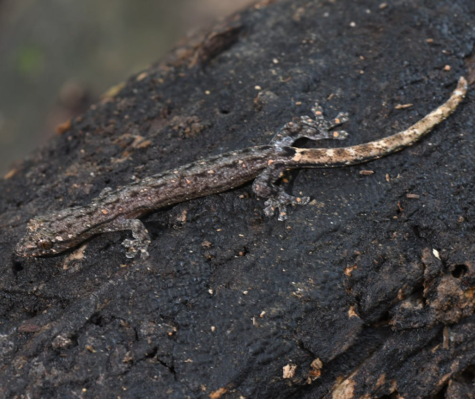 A slender gecko in Cambodia