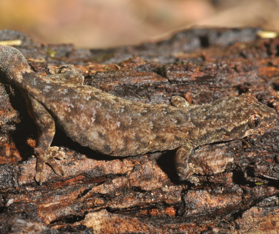 A slender gecko in Cambodia