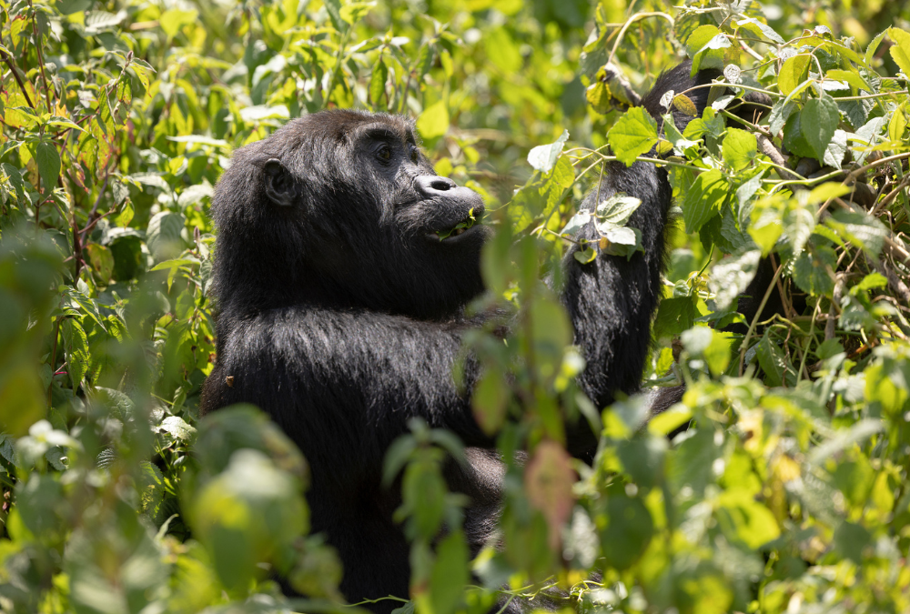 Renowned Scientist Uses Unorthodox Method to Save Endangered Gorilla Species: ‘Transcends Traditional Conservation Efforts’