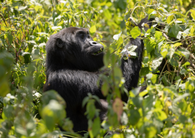 Renowned Scientist Uses Unorthodox Method to Save Endangered Gorilla Species: ‘Transcends Traditional Conservation Efforts’