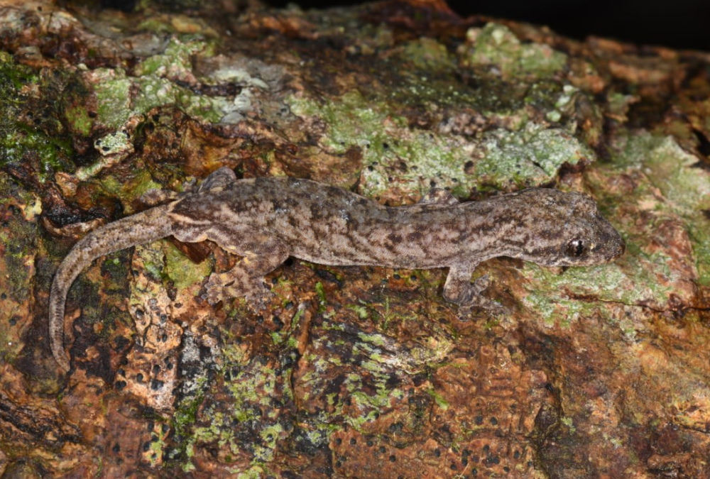 Three Gecko Species Discovered in Cambodia