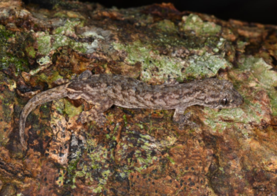 Three Gecko Species Discovered in Cambodia