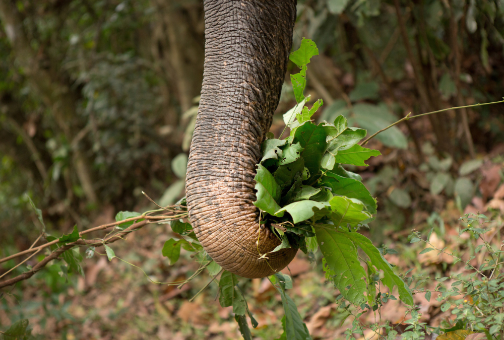 Asian elephant trunk holding leaves