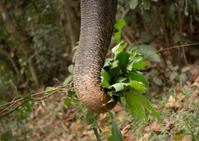 Elephant Dung Yields Surprising Data