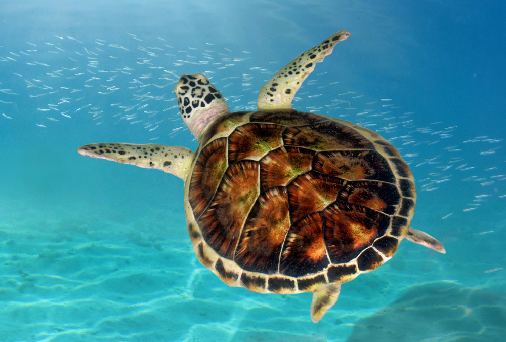 Can a New DNA Database Help Save This Incredible Sea Turtle?