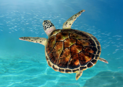 Can a New DNA Database Help Save This Incredible Sea Turtle?