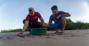 Two men releasing hawksbill sea turtles