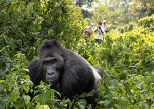 Three men monitor a silverback Grauer's gorilla in the wild.