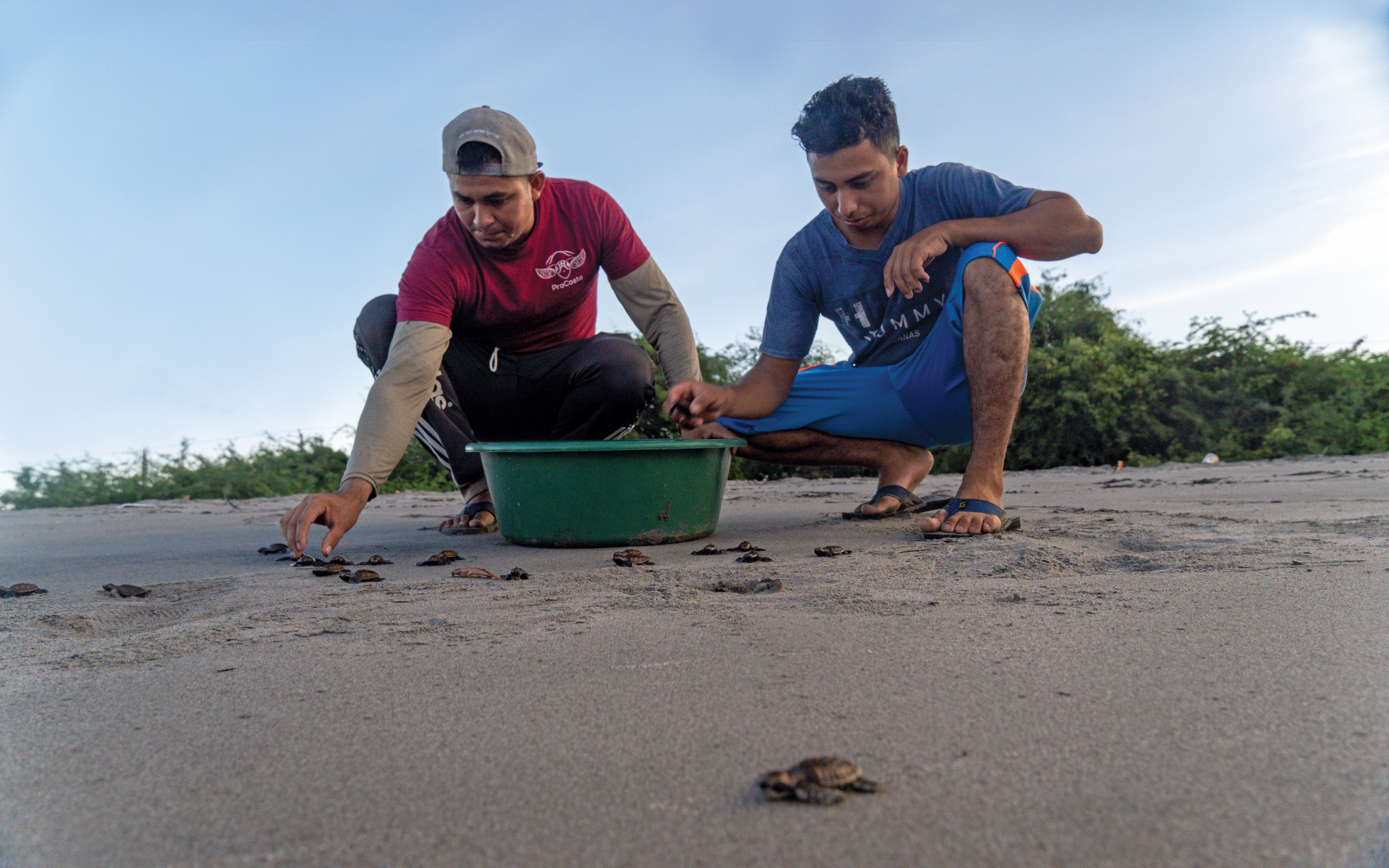 Two men from ProCosta release hawksbill hatchlings at the beach