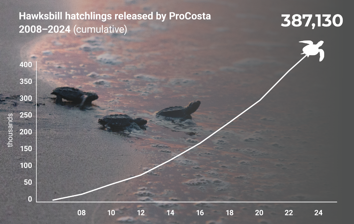 A chart showing the cumulative increase in hawksbill hatchlings released