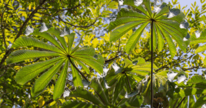 Close up of tropical leaves