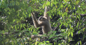 Female pileated gibbon in a tree