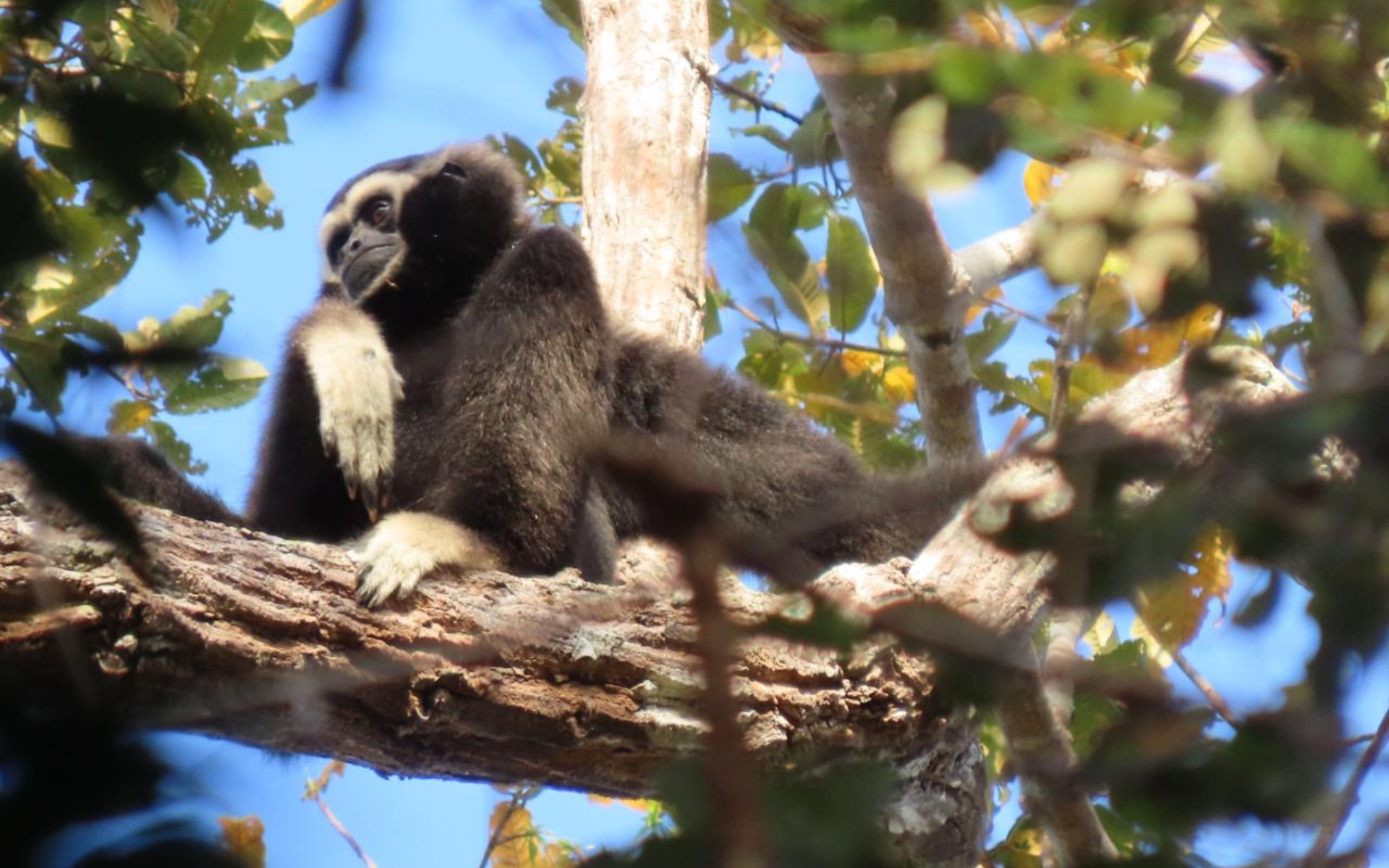 A male pileated gibbon rests in a tree