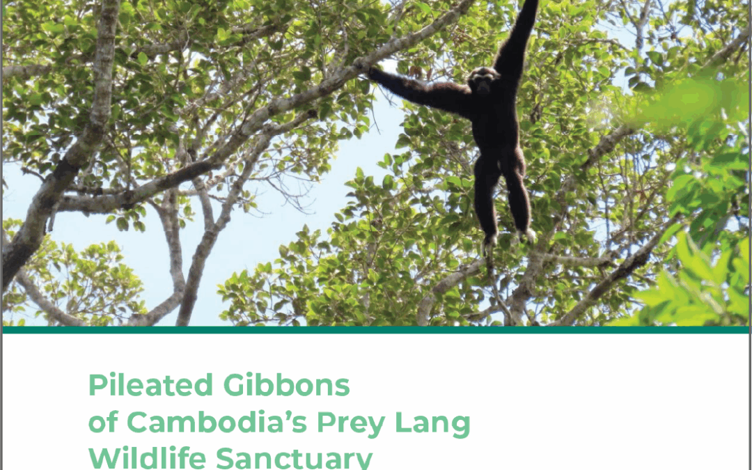 Pileated Gibbons of Cambodia’s Prey Lang Wildlife Sanctuary: New Findings from a Global Refuge