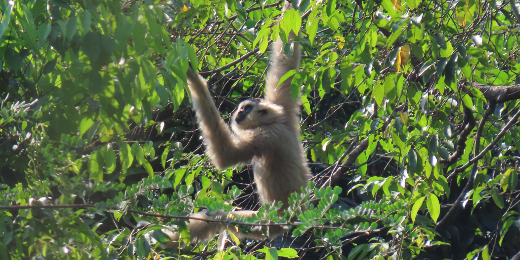 Pileated Gibbons: New Findings from a Global Refuge