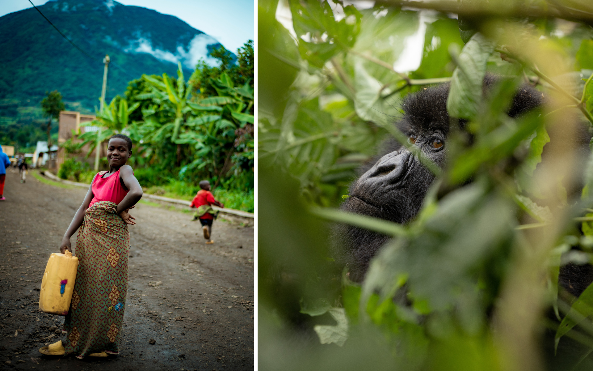 A chart showing the cumulative increase in hawksbill hatchlings released