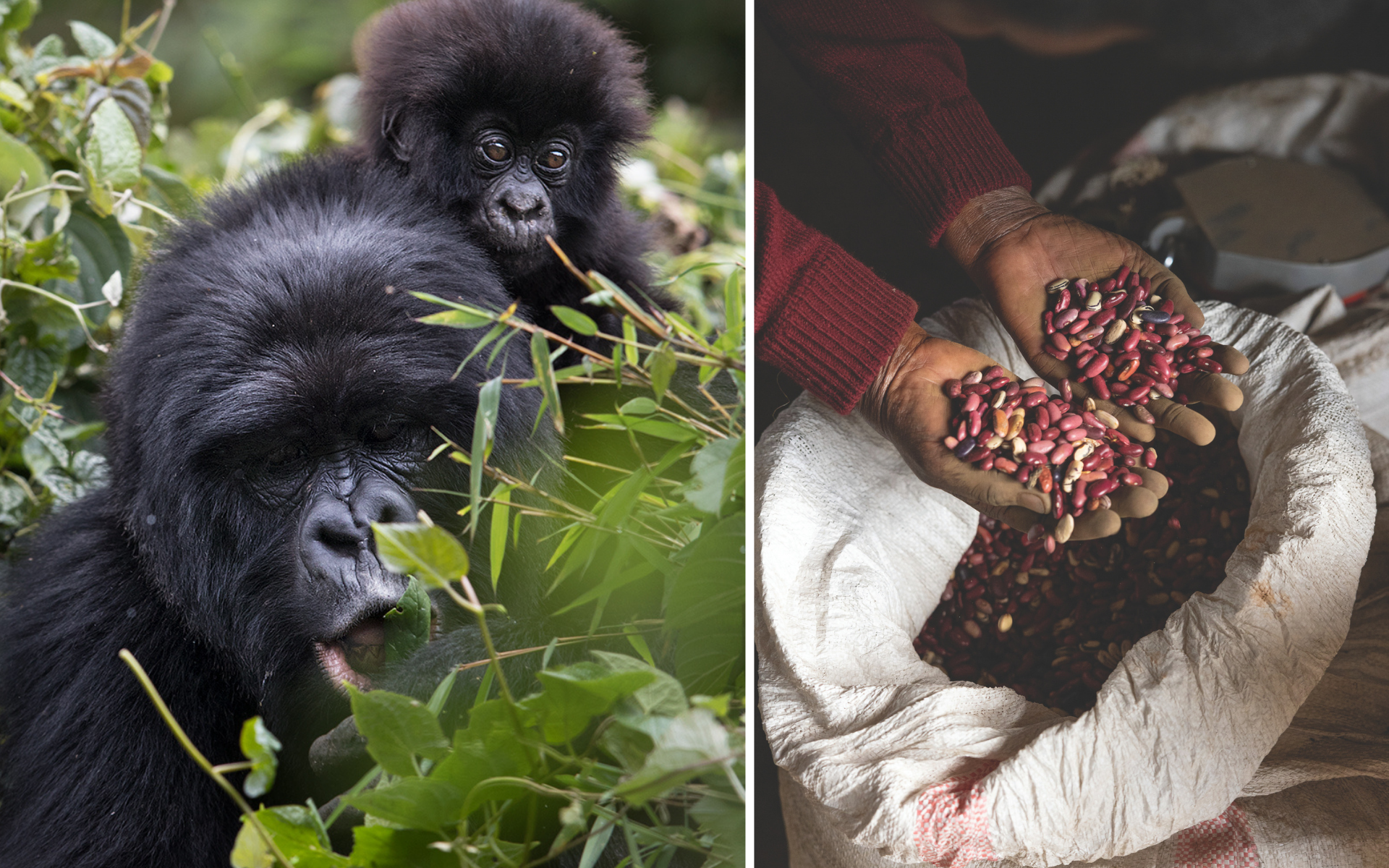 A chart showing the cumulative increase in hawksbill hatchlings released