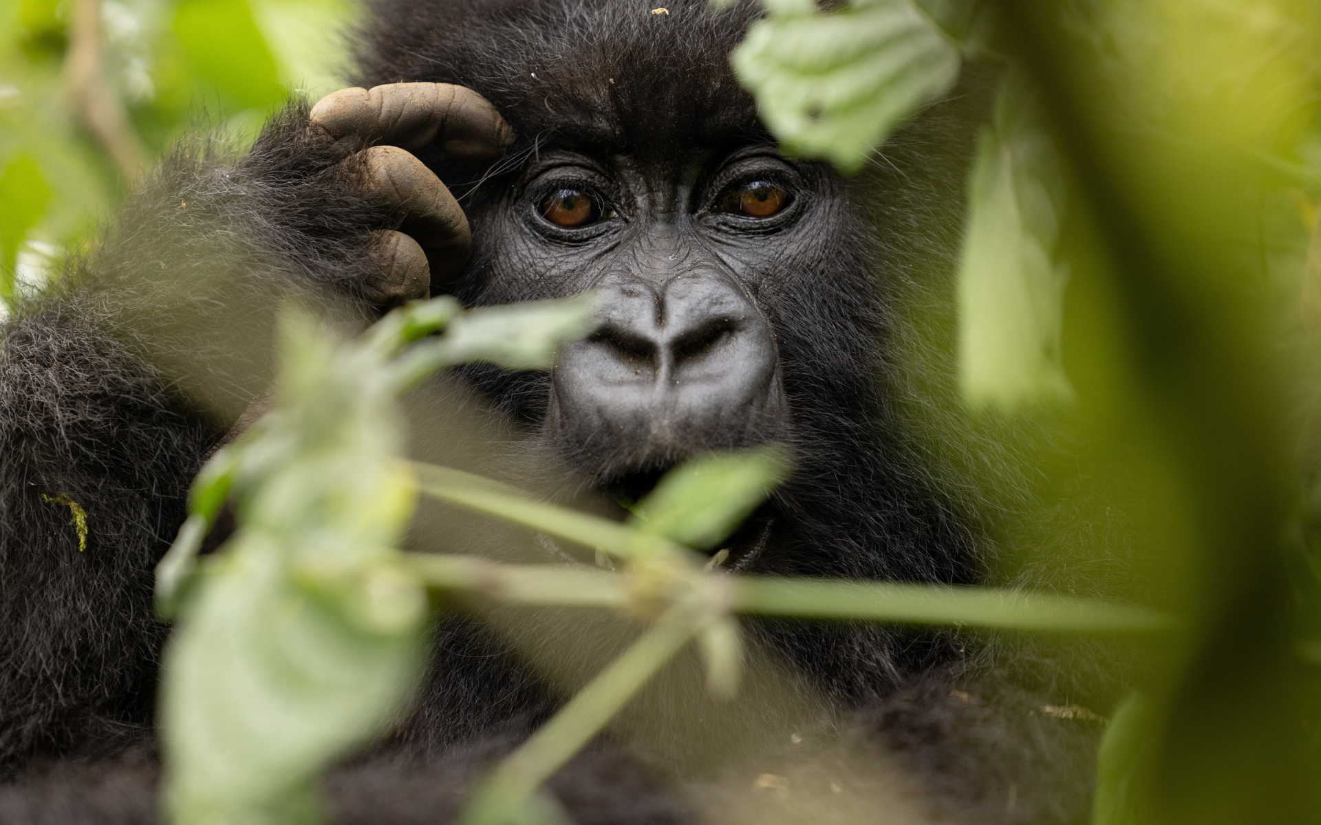 A chart showing the cumulative increase in hawksbill hatchlings released