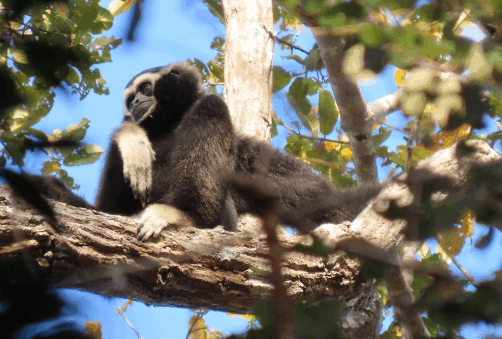 Prey Lang Confirmed as Global Refuge for Endangered Pileated Gibbons