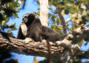 Male pileated gibbon in a tree