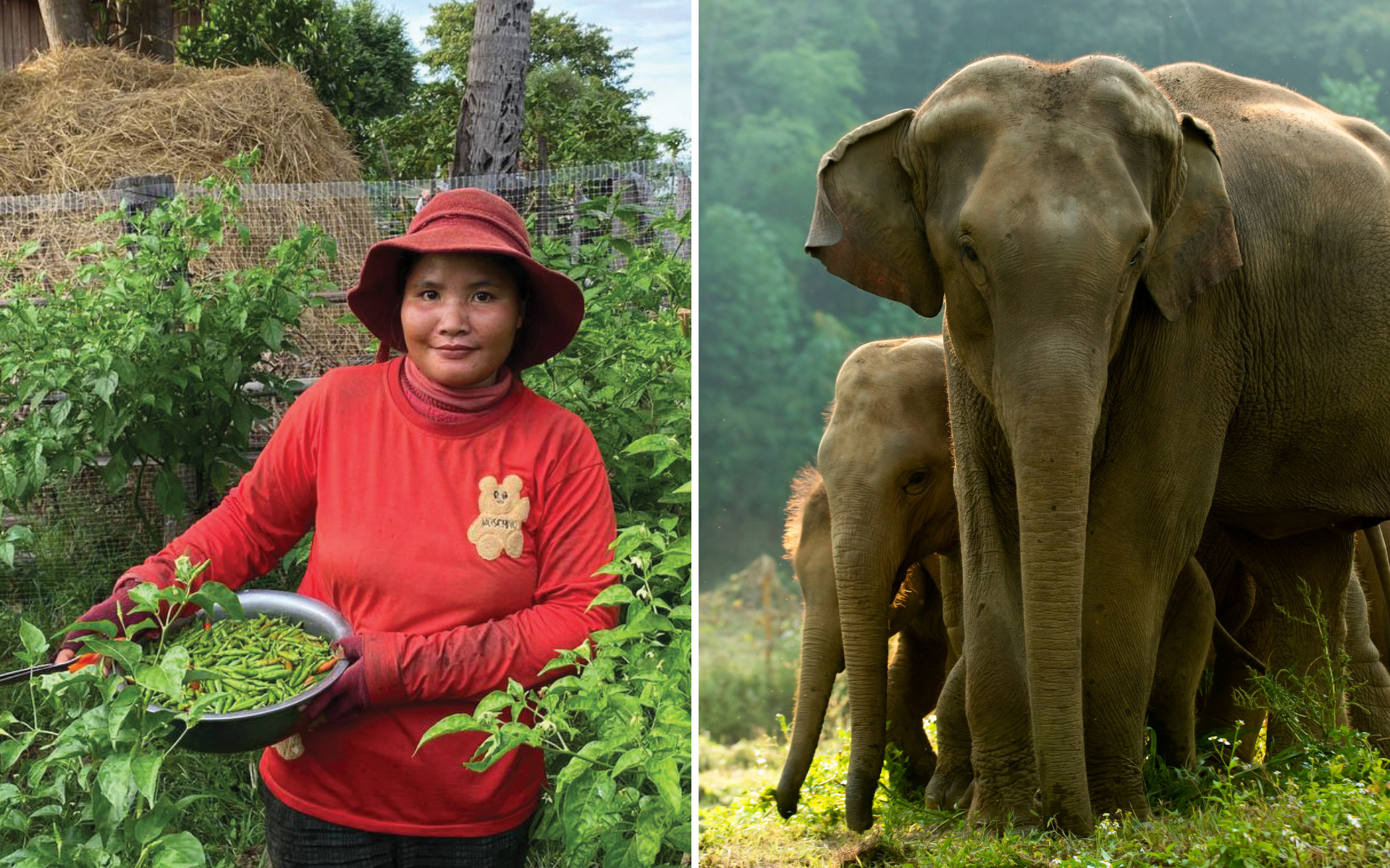 A photo of a Cambodian women next to a photo of a herd of Asian elephants