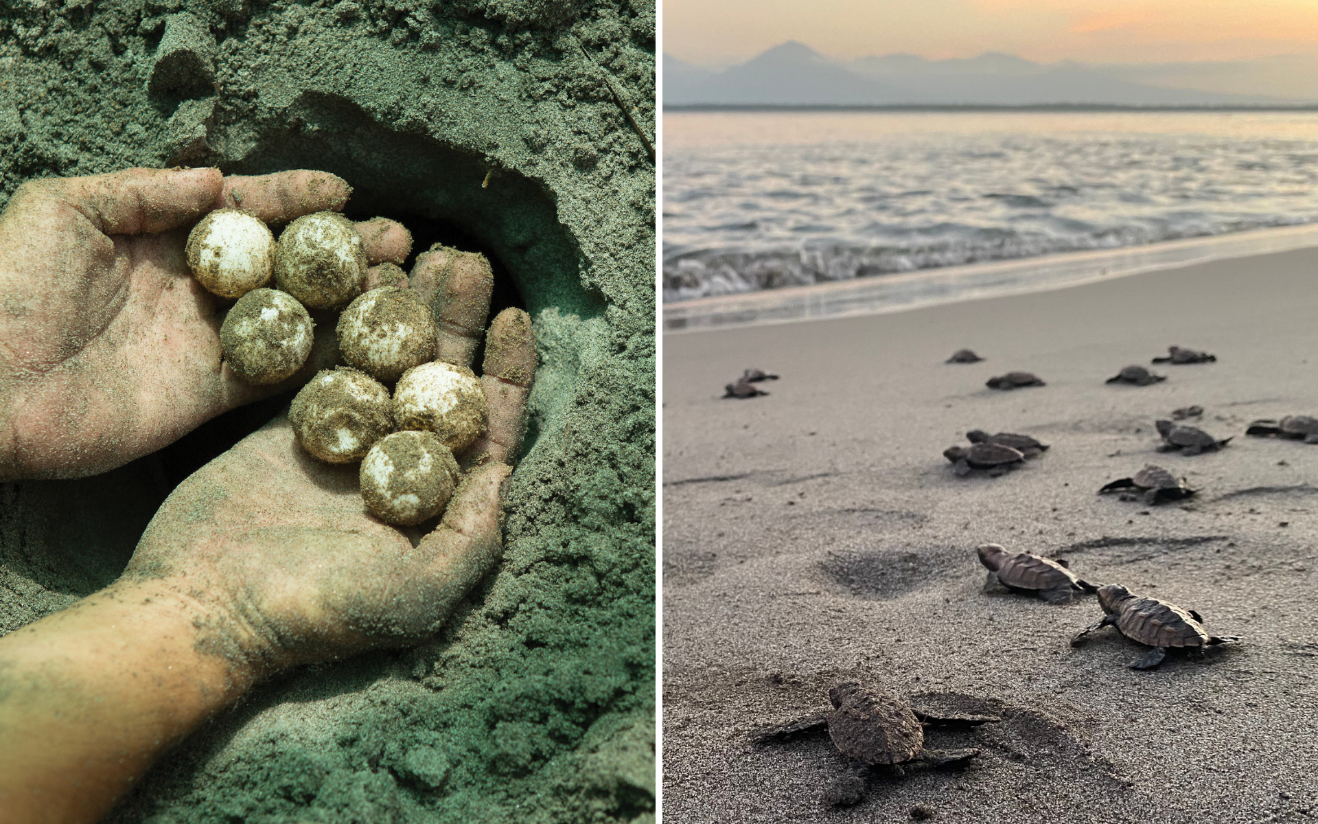 A photo of hands holding hawksbill eggs near a nest next to a photo of hawksbill hatchlings walking toward the ocean