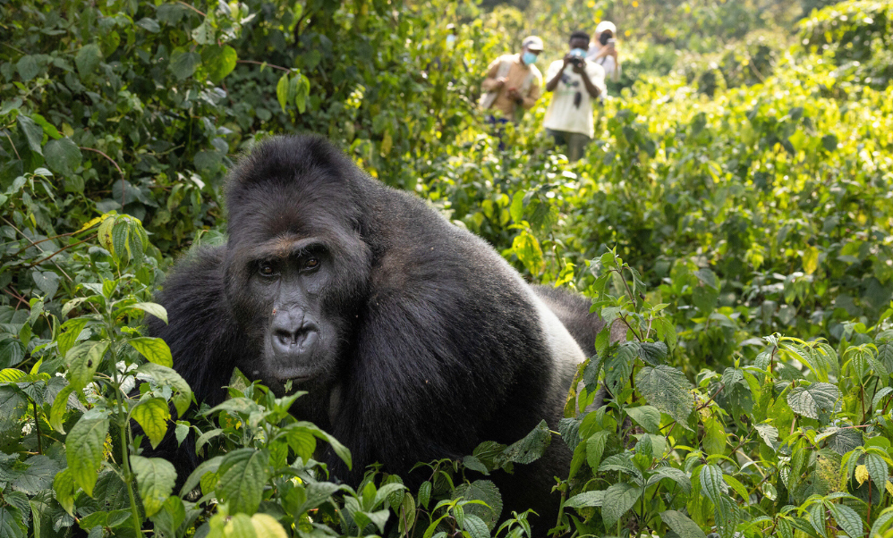 A group of people study a Grauer's gorilla from a safe distance.