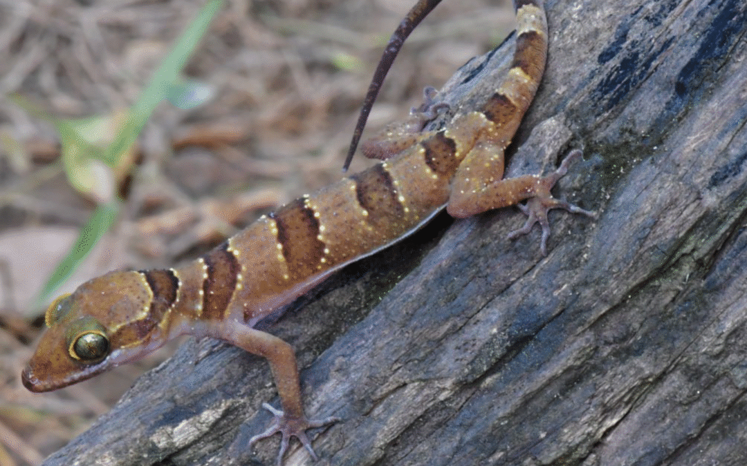 Bent-toed gecko, Cyrtodactylus kiriromensis