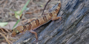 Bent-toed gecko, Cyrtodactylus kiriromensis