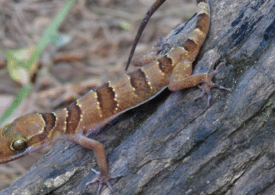 New Gecko Species Discovered in Cambodia’s Preas Soramorith Kosomak Kirirom National Park