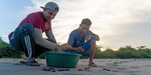 Two men in ProCosta t-shirts release hawksbill hatchlings on the beach