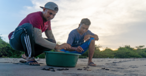Two men releasing hawksbill turtle hatchlings on the beach.