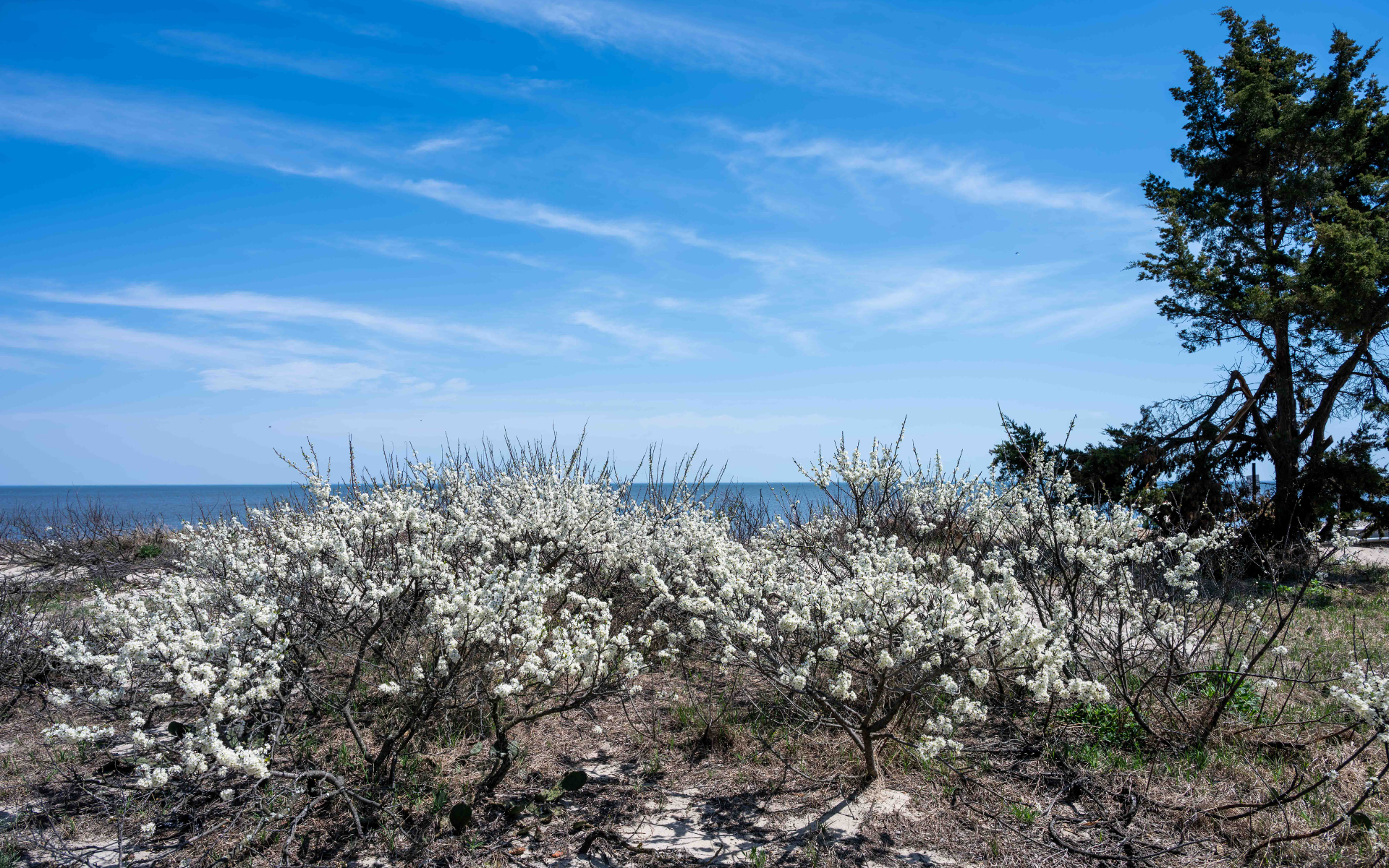 Beach plum shrubs in full white bloom along the shoreline at Milford Neck Preserve, with Delaware Bay and a blue sky in the background.