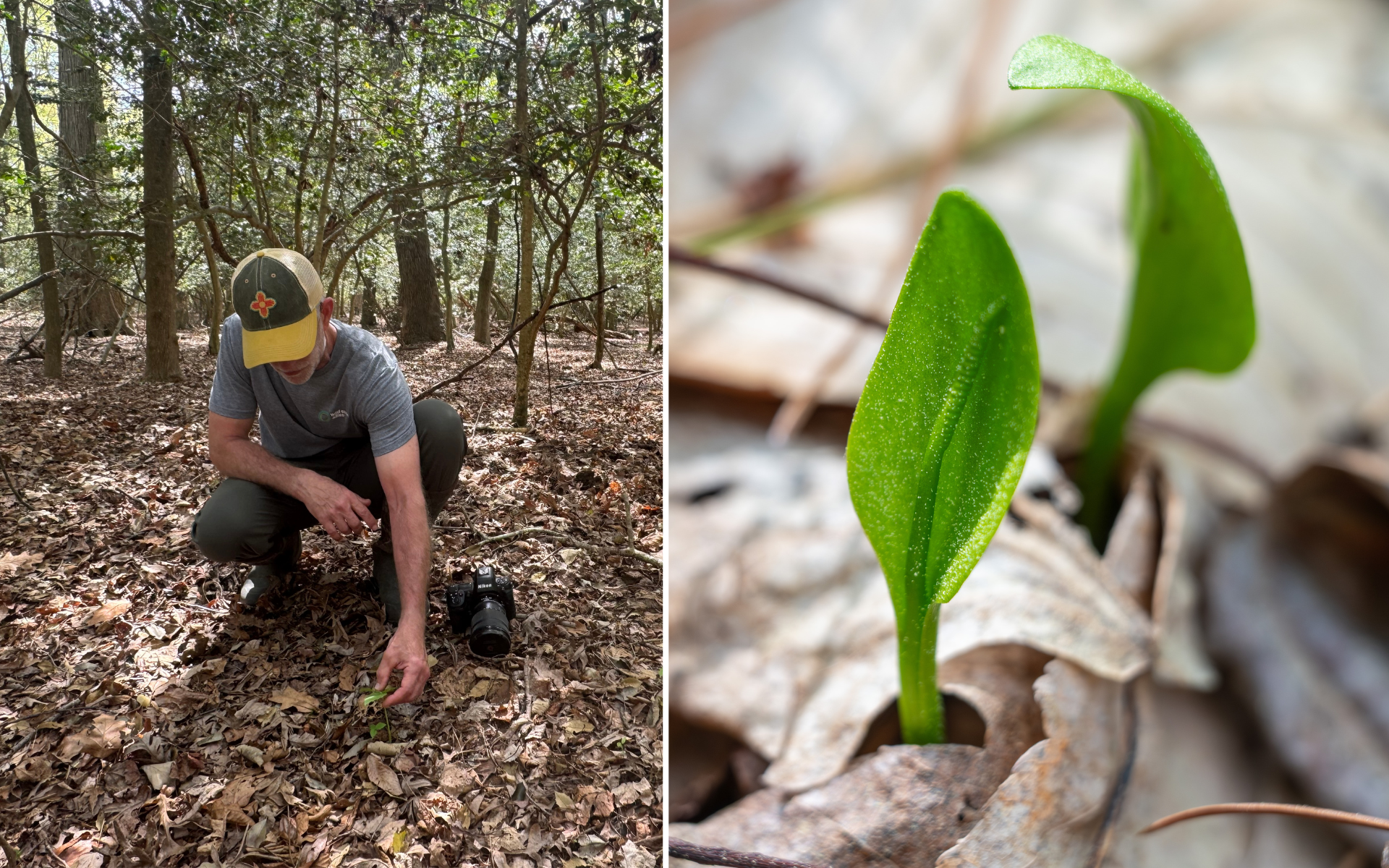 A botanist crouching to examine a plant on the forest floor during a survey at Milford Neck Preserve, alongside a close-up of a bright green seedling emerging from leaf litter.