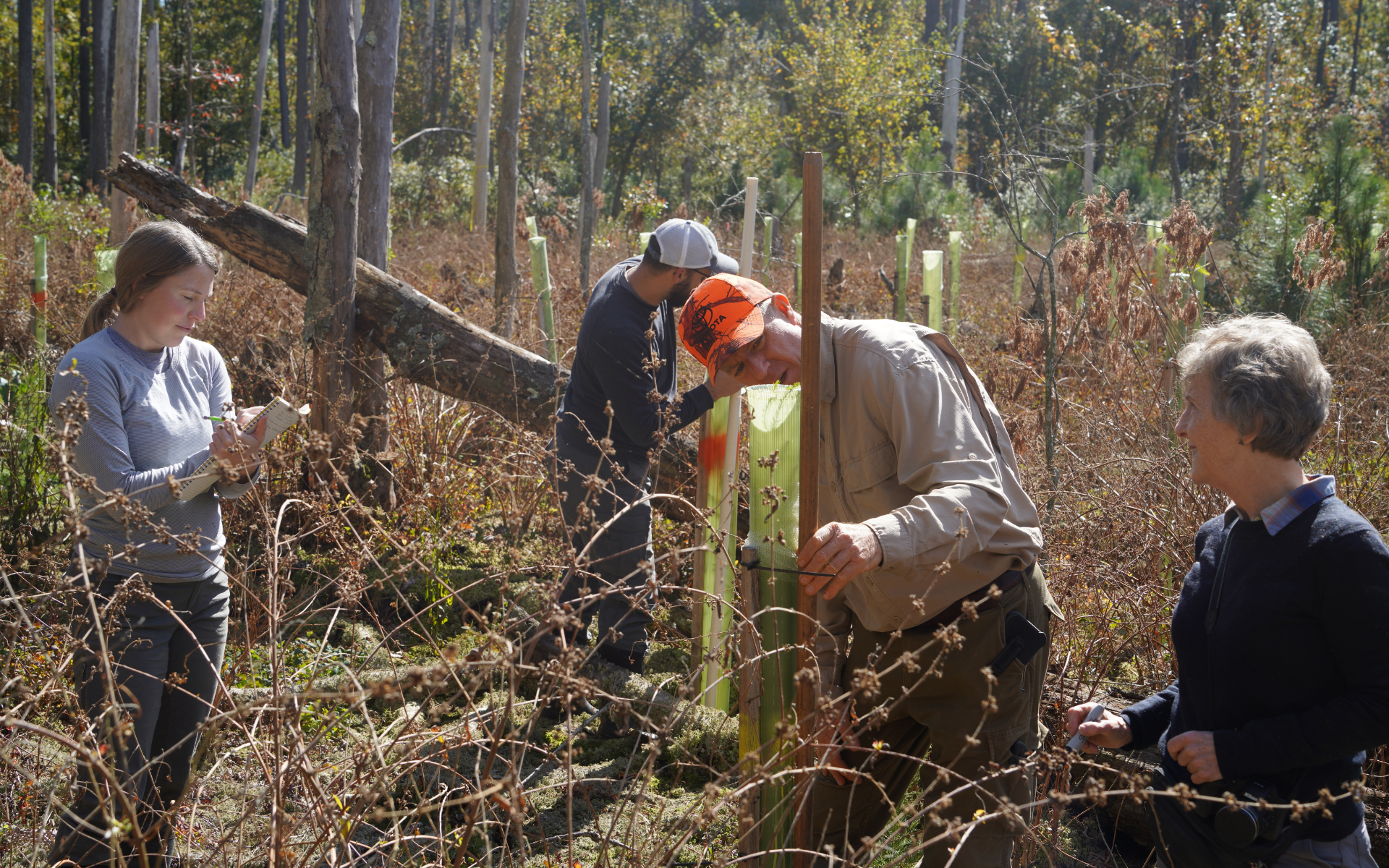 A team of four people monitoring young trees protected by green grow tubes in the Great Cypress Swamp, with one person taking notes and another examining a sapling up close.