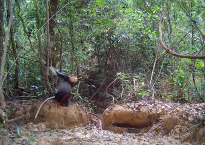 Threatened Mammal Species Recorded in Northern National Park